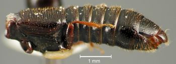 Media type: image;   Entomology 20232 Aspect: habitus lateral view